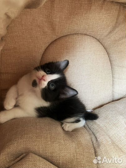 Домик лежанка для кошки и собаки