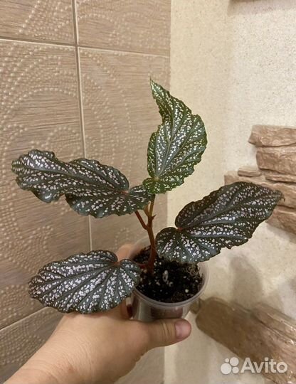 Комнатные цветы. Бегония,фикусы, педилантус