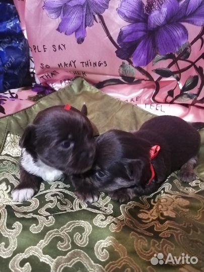 Эксклюзивные щеночки йорка редчайших окрасов