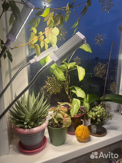 Фитолампа полного спектра