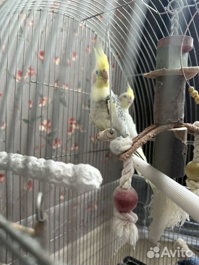 2 попугайчика Корелла + клетка