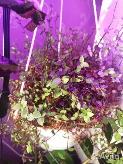 Комнатные растения