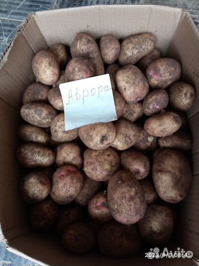 Продажа картофеля 