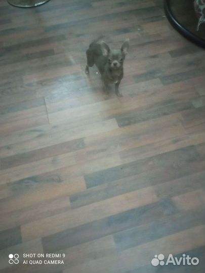 Чихуахуа лиловый кобель мини вязка