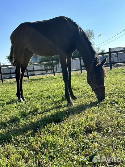 Ганноверская кобыла 2023