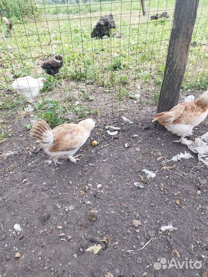 Куры молодки несушки