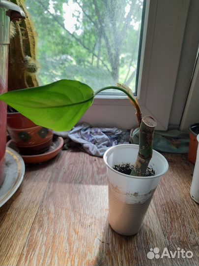 Аглаонема, драцена сандера