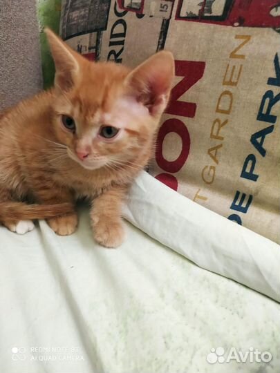 Котята