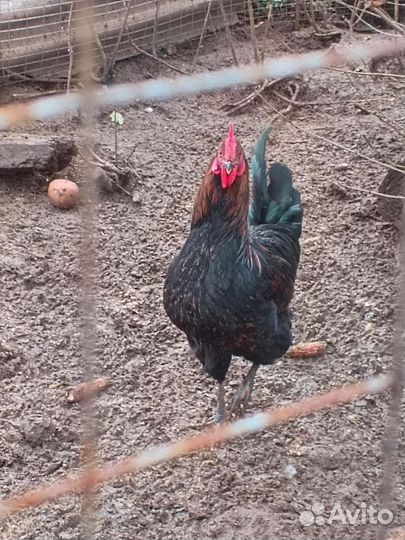 Молодые петухи разных пород