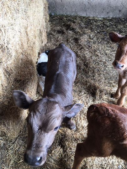 Телята недельные,привозные