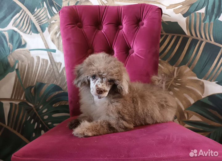 Карликовый той-пудель девочка мерле шоколад