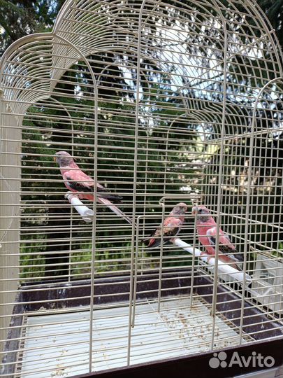 Попугай Баурки