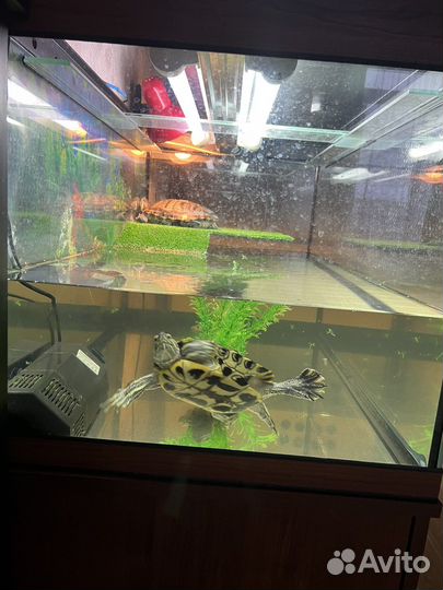 Черепахи красноухие с аквариумом