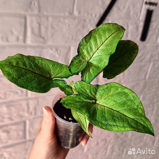 Разные комнатные цветы и мята