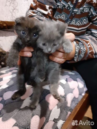 Отдам котят от вислоухого кошки в хорошие руки