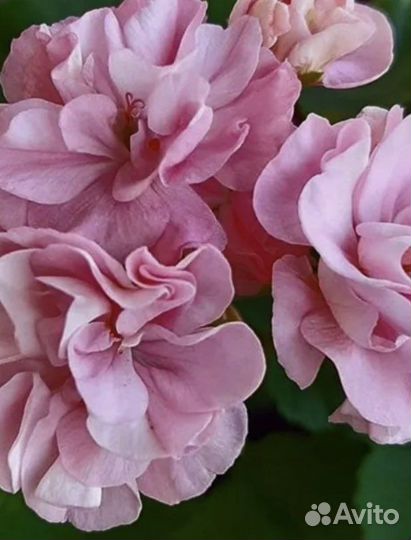 Пеларгонии сортовые