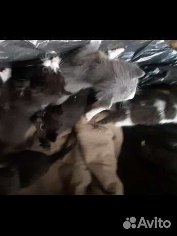 Очень срочно