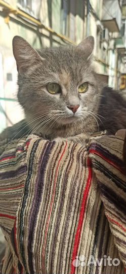 Временный кошачий дом