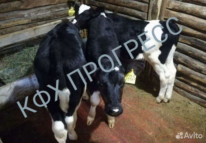 Бычки телята