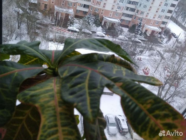 Кодиеум кротон