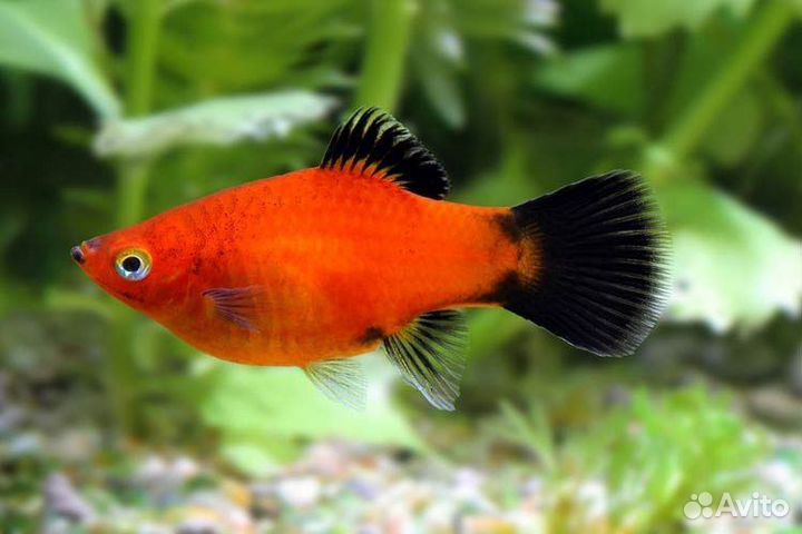 Аквариумные рыбы