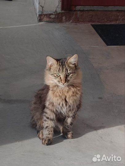 Кот, 6-7 месяцев