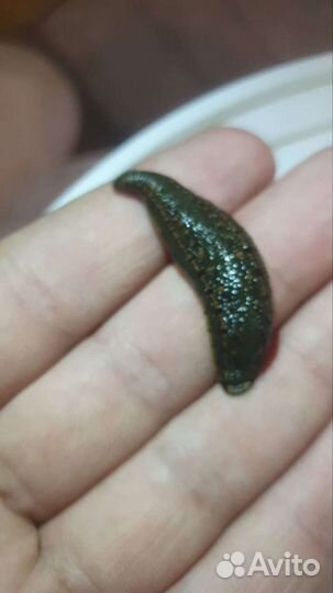 Восточные пиявки только круп опт