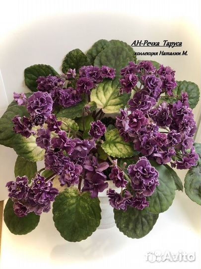 Фиалки трейлеры