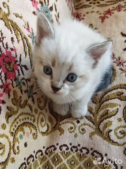 Милые котята