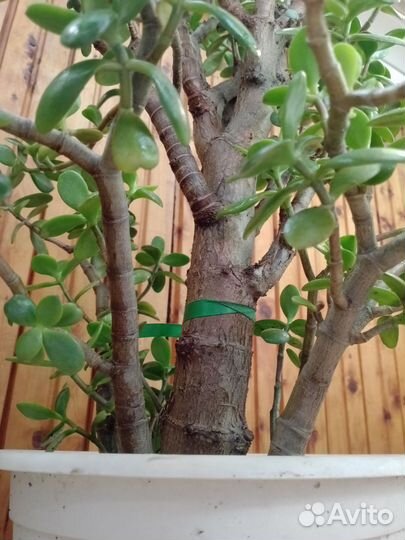 Толстянка (денежной дерево)