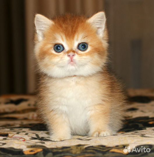 Котятки золотые британские шиншиллки