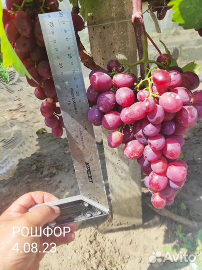 Черенки и саженцы винограда