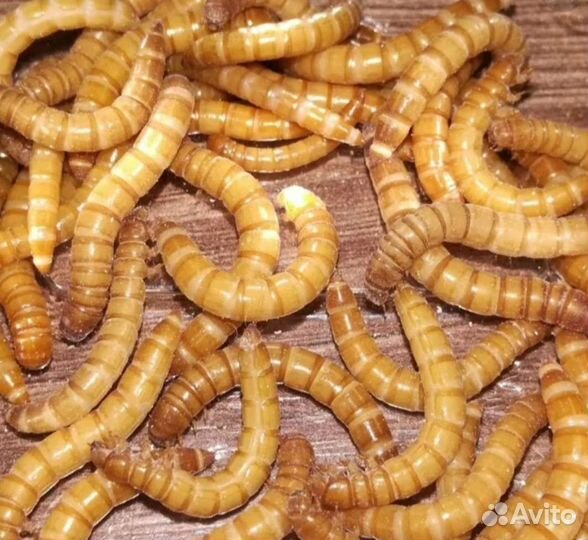 Мучной червь живой