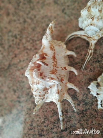 Натуральные ракушки японского моря