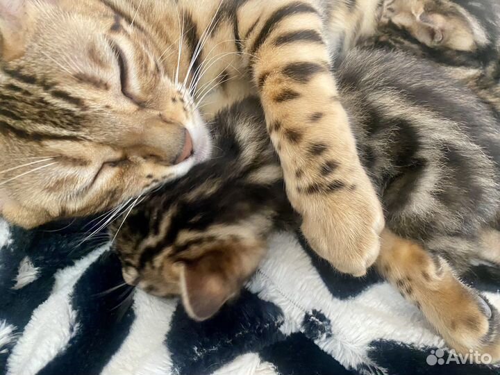 Бенгальские котята