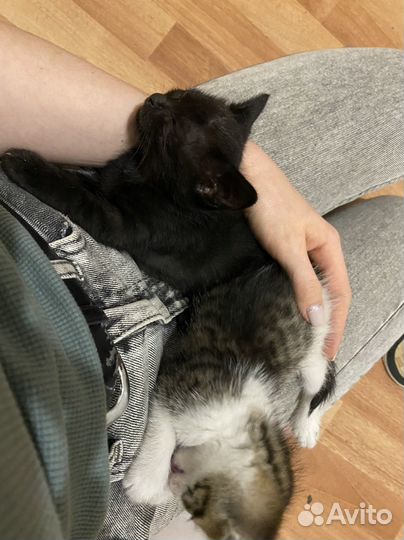 Отдам котят