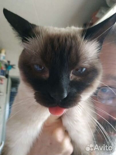 Домик для кошки