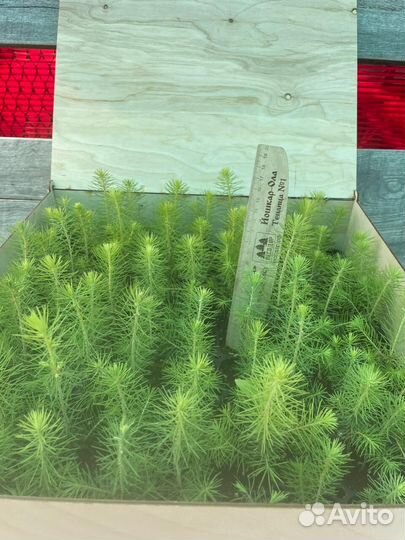 Сеянцы сосны зкс оптом