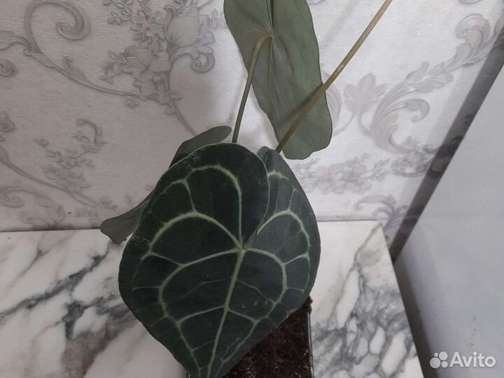 Антуриум кларинервиум