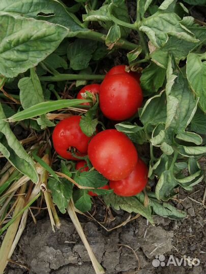 Помидоры оптом лоджейн