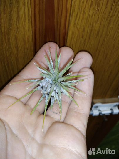 Тилландсия атмосферная