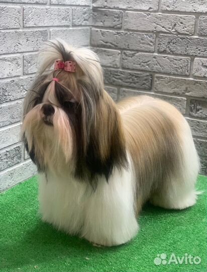 Груминг собак мелких пород бережный подход