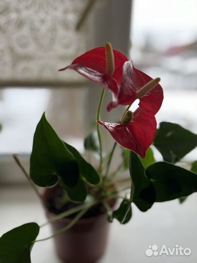 Комнатные цветы антуриум