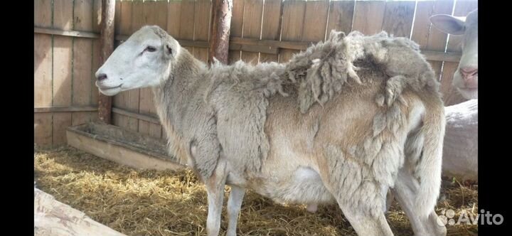 Катумские овцы ягнята