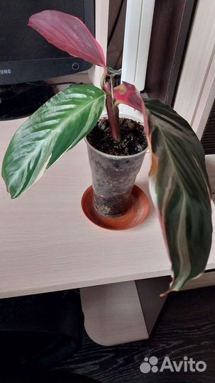 Строманта триколор