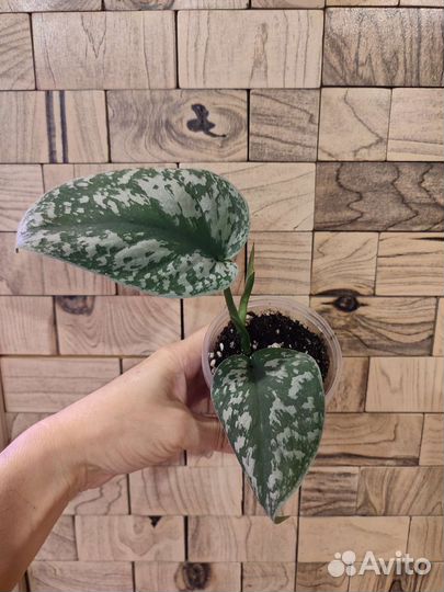 Сциндапсус пиктус треби