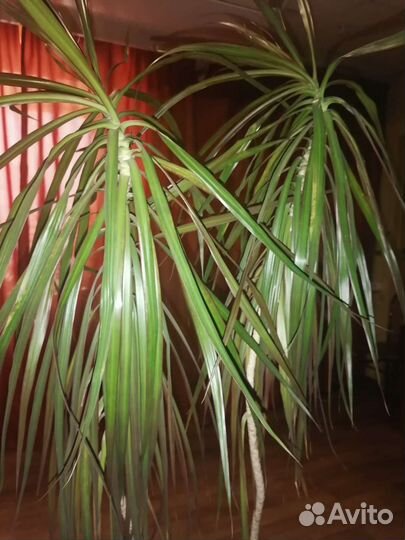 Пальма драцена