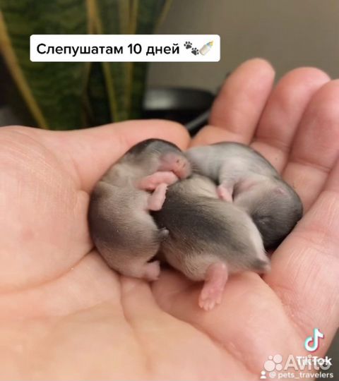 Слепушонка