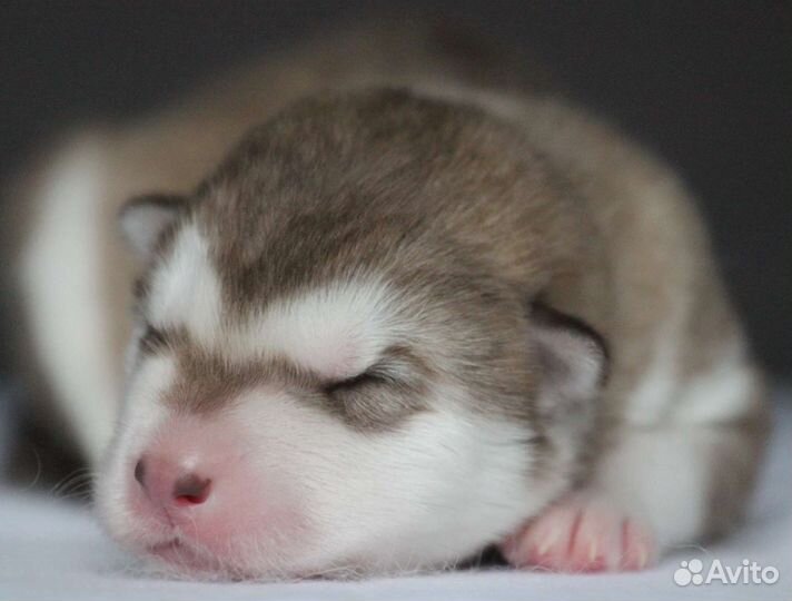 Аляскинский маламут щенки