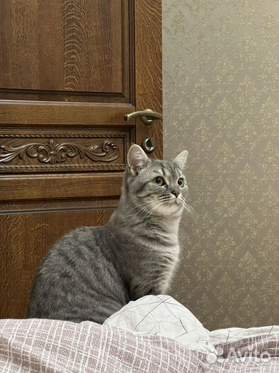 Кошка в дар бесплатно